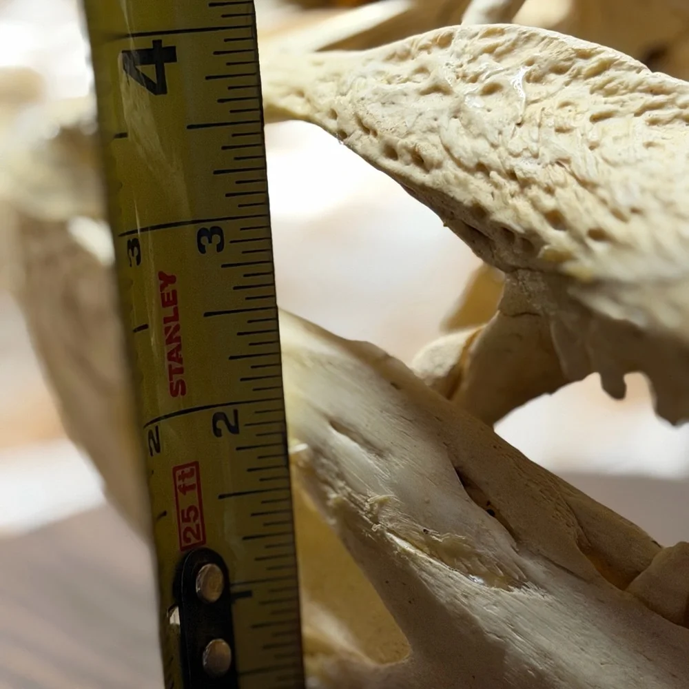 Reptile Skull Decor - Tan